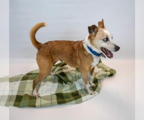 Medium Photo #11 Jack Russell Terrier-Unknown Mix Puppy For Sale in Kennesaw, GA, USA