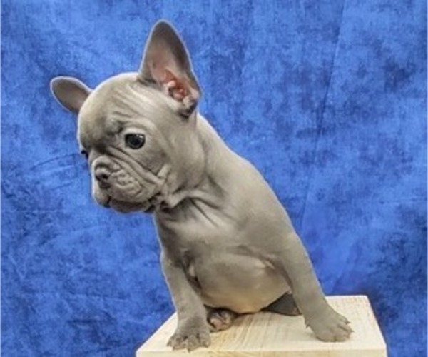Medium Photo #4 French Bulldog Puppy For Sale in BLAKESBURG, IA, USA