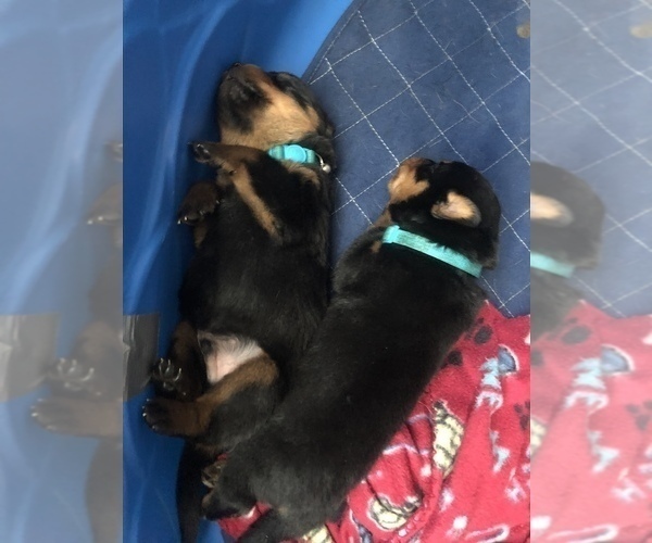 Medium Photo #3 Rottweiler Puppy For Sale in NORFOLK, VA, USA