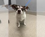 Small Chihuahua Mix