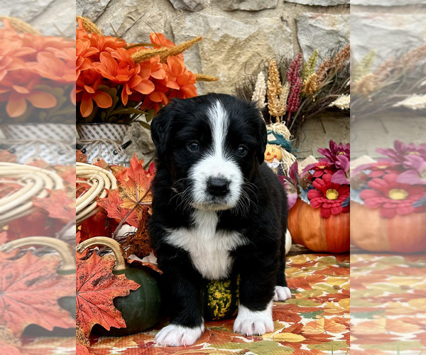 Medium Photo #14 Bordernese Puppy For Sale in LATROBE, PA, USA