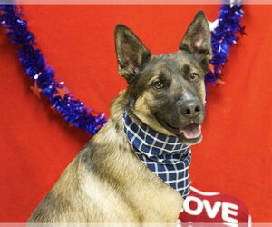German Shepherd Dog-Unknown Mix Dogs for adoption in Placerville, CA, USA