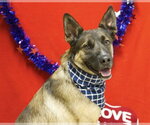 Small German Shepherd Dog Mix