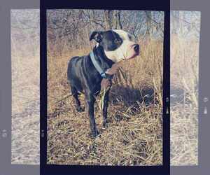 Vinny - Male Mutt Dog for Adoption - Photo #3