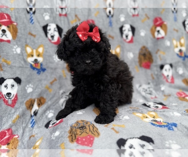 Medium Photo #7 Shih-Poo Puppy For Sale in LAKELAND, FL, USA