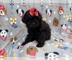 Small #6 Shih-Poo