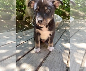 Alaskan Malamute-Mc Nab Mix Puppy for sale in RHODODENDRON, OR, USA