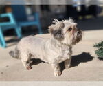 Small #3 Shih Tzu Mix