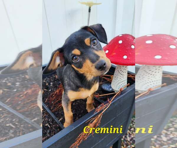 Medium Photo #1 Chipin Puppy For Sale in Sandy, UT, USA