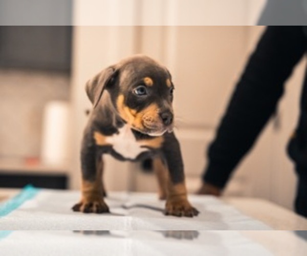Medium Photo #9 American Bully Puppy For Sale in SMYRNA, GA, USA