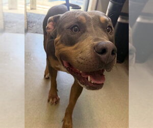 Mutt Dogs for adoption in San Bernardino, CA, USA