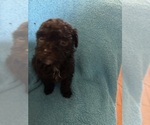 Small Photo #4 Poodle (Toy) Puppy For Sale in MURFREESBORO, TN, USA