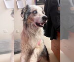 Small #1 Australian Shepherd Mix