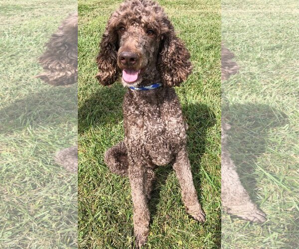 Medium Photo #4 Poodle (Standard) Puppy For Sale in Pacolet, SC, USA