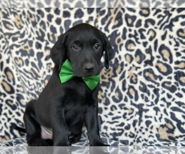 Medium Photo #1 Golden Labrador Puppy For Sale in LANCASTER, PA, USA