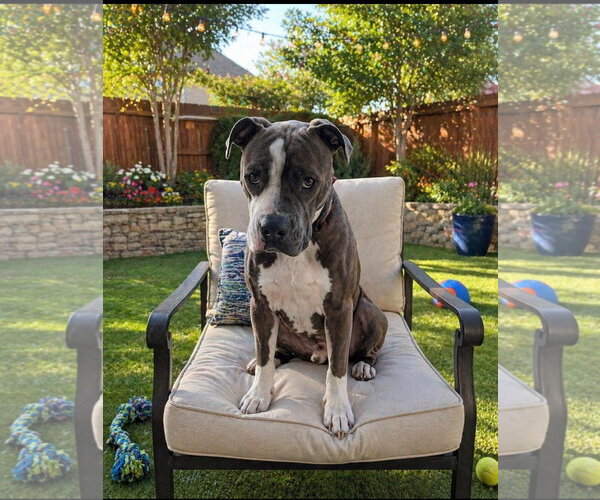 Medium Photo #3 Boxer-Unknown Mix Puppy For Sale in Euless, TX, USA