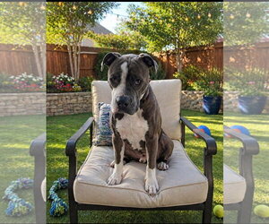 Rocket - Male Boxer-Unknown Mix Dog for Adoption - Photo #3
