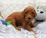 Small Photo #1 Goldendoodle Puppy For Sale in SARASOTA, FL, USA