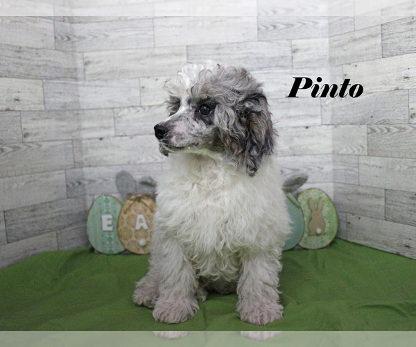 Medium Photo #17 Poodle (Toy) Puppy For Sale in CHANUTE, KS, USA