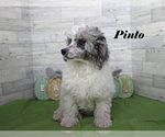 Small #16 Poodle (Toy)