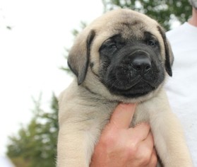 Mastiff Puppy for sale in JEFFERSON, OH, USA