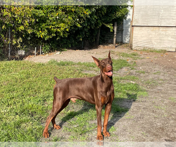 Medium Photo #3 Doberman Pinscher Puppy For Sale in HIALEAH, FL, USA