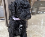 Puppy Lucy Poodle (Standard)