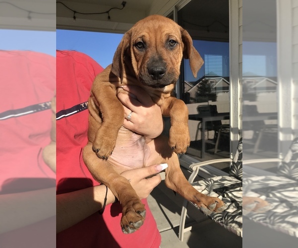 Medium Photo #6 Black Mouth Cur Puppy For Sale in NAMPA, ID, USA