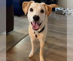 Labrador Retriever-Unknown Mix Dogs for adoption in San Diego, CA, USA