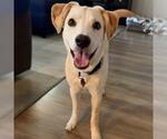 Ricky - Male Labrador Retriever-Unknown Mix Dog for Adoption - Small photo
