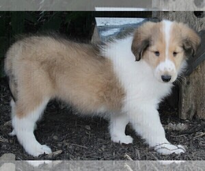 Collie Puppy for sale in FREDERICKSBURG, OH, USA