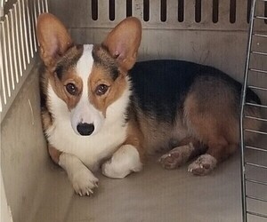 Father of the Pembroke Welsh Corgi puppies born on 01/22/2020