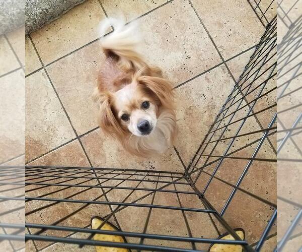 Medium Photo #2 Cavalier King Charles Spaniel-Unknown Mix Puppy For Sale in Incline Village, NV, USA