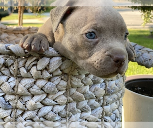 Medium Photo #4 American Pit Bull Terrier Puppy For Sale in OVERLAND, KS, USA