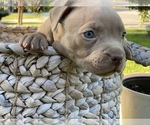 Small Photo #4 American Pit Bull Terrier Puppy For Sale in OVERLAND, KS, USA