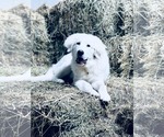 Small #4 Great Pyrenees