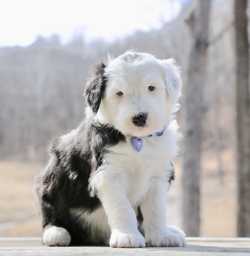 Medium Photo #1 Sheepadoodle Puppy For Sale in CHILLICOTHE, MO, USA