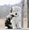 Small Photo #1 Sheepadoodle Puppy For Sale in CHILLICOTHE, MO, USA