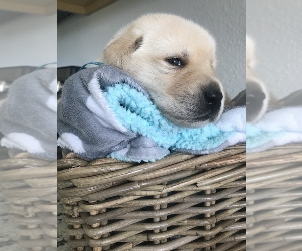Medium Photo #4 Golden Labrador Puppy For Sale in ESTERO, FL, USA