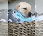 Small Photo #4 Golden Labrador Puppy For Sale in ESTERO, FL, USA
