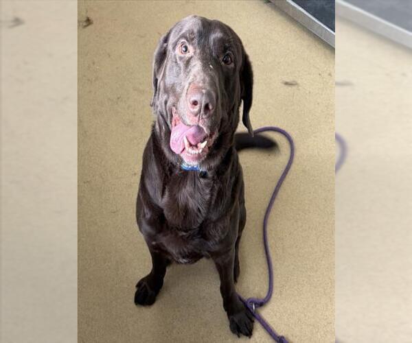 Medium Photo #1 Labrador Retriever Puppy For Sale in Derwood, MD, USA