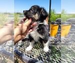 Small Photo #2 Australian Shepherd Puppy For Sale in WILLIAMSBURG, CO, USA
