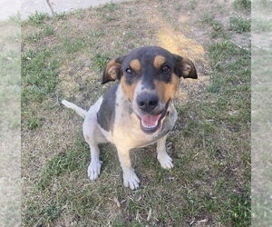 Mutt Dogs for adoption in Emmett, ID, USA