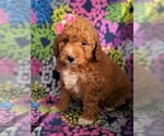 Small Photo #3 Goldendoodle-Poodle (Miniature) Mix Puppy For Sale in LANCASTER, PA, USA