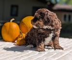 Small #2 Miniature Bernedoodle