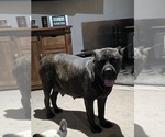 Small #20 Cane Corso