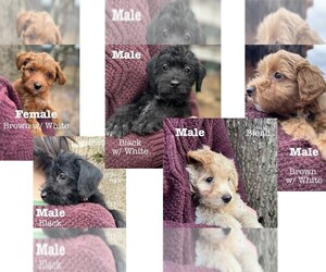 Rattle Puppy for sale in ROANOKE, AL, USA