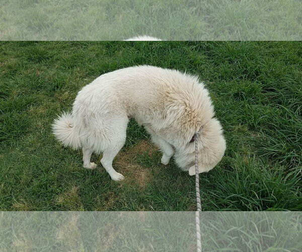 Medium Photo #23 Great Pyrenees-Unknown Mix Puppy For Sale in Houston, TX, USA