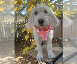 Labradoodle Puppy for sale in PEMBROKE, GA, USA