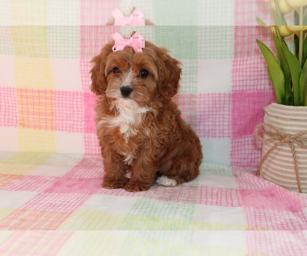 Medium Photo #1 Cavapoo Puppy For Sale in ETNA GREEN, IN, USA
